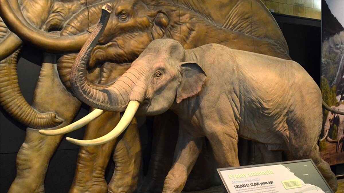 İngiltere’de 450 bin yıllık mamut fosili bulundu