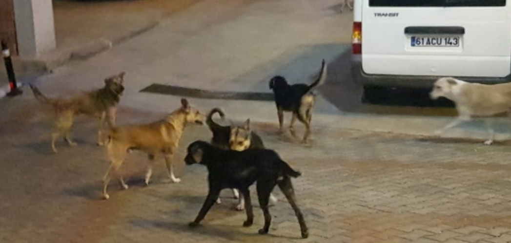 Rize’de sahipsiz sokak köpeklerinin saldırdığı 70 yaşındaki kadın Yaralandı