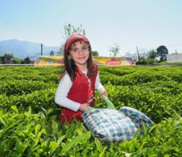 Çaykur, 2024 yaş çay kampanyasını Açıyor