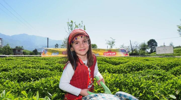 Çaykur, 2024 yaş çay kampanyasını Açıyor