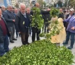 Akp’nin Atanmış Tarım Bakanı ve Zeytin Ekmek Hesabı Yapılan Yaş Çay fiyatı